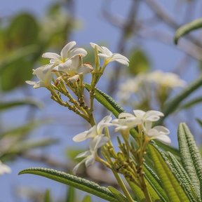 Flores de cacaloxóchitl color crema abiertas contra un cielo azul claro.