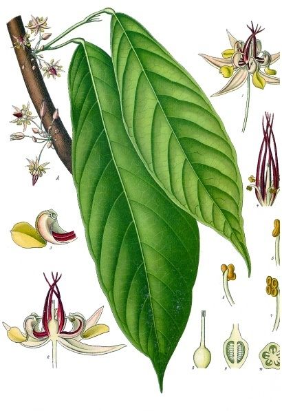Lámina botánica del cacao con la hoja, la flor abierta y cortes de la mazorca.