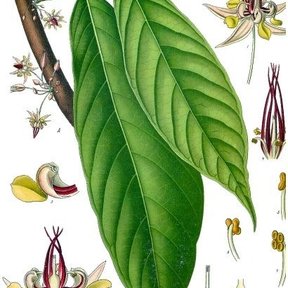 Lámina botánica del cacao con la hoja, la flor abierta y cortes de la mazorca.