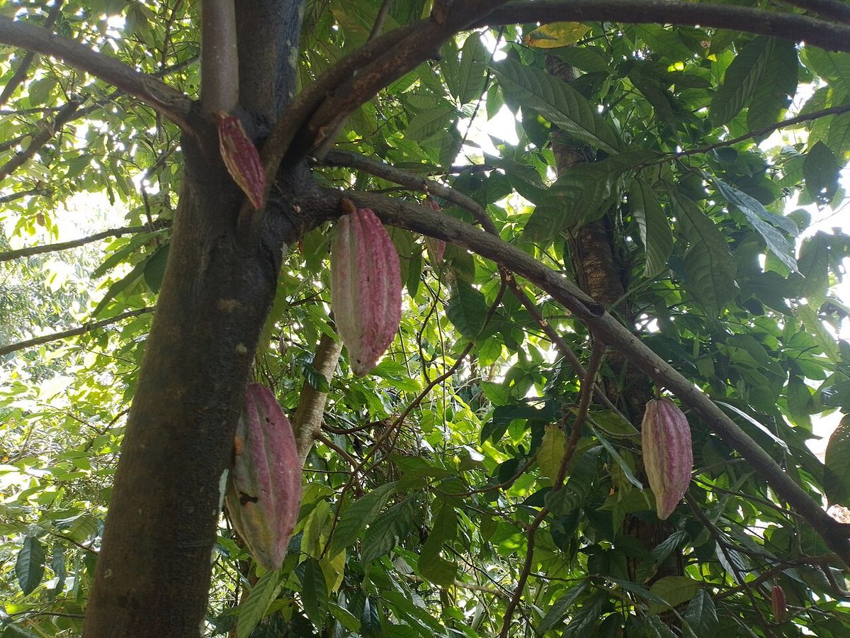 Mazorcas de cacao colgando pegadas al tronco y a las ramas gruesas.