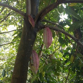 Mazorcas de cacao colgando pegadas al tronco y a las ramas gruesas.