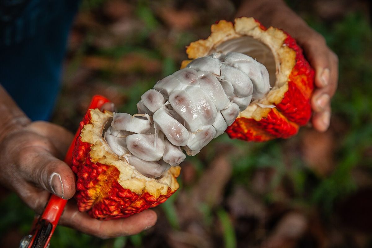 Unas manos abren una mazorca de cacao roja y dejan ver las semillas en su pulpa.