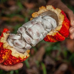 Unas manos abren una mazorca de cacao roja y dejan ver las semillas en su pulpa.