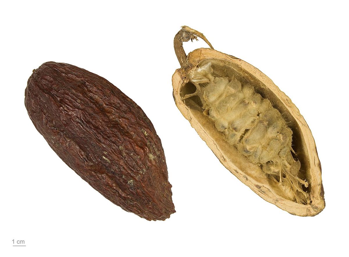 Una mazorca de cacao entera y otra partida a lo largo, sobre fondo blanco.