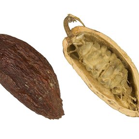 Una mazorca de cacao entera y otra partida a lo largo, sobre fondo blanco.