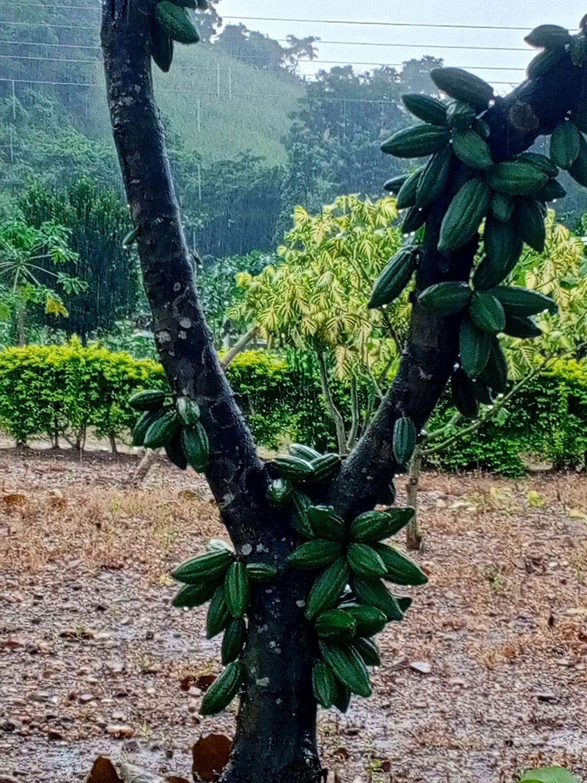 Árbol de cacao en plantación, con las mazorcas brotando del tronco bifurcado.
