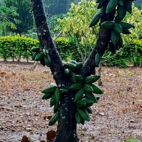 Árbol de cacao en plantación, con las mazorcas brotando del tronco bifurcado.