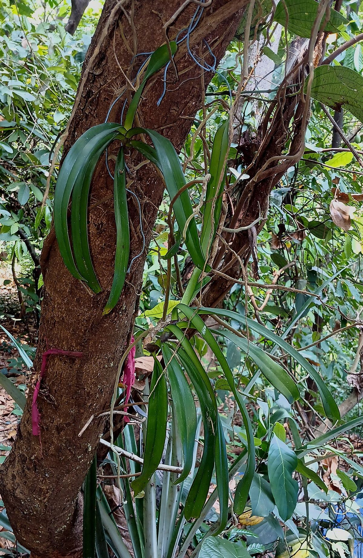 Tronco de cacao con mazorcas jóvenes y plantas epífitas creciendo encima.