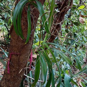 Tronco de cacao con mazorcas jóvenes y plantas epífitas creciendo encima.