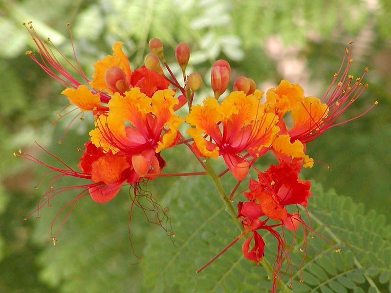 Flores rojas y anaranjadas de tabachín con los estambres largos y rosados.