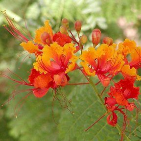 Flores rojas y anaranjadas de tabachín con los estambres largos y rosados.