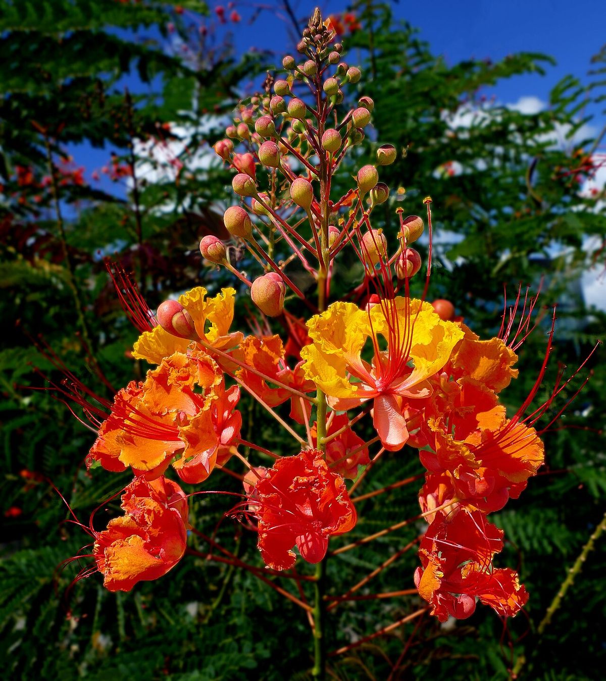 Racimo de tabachín con las flores abiertas y los botones arriba, contra el cielo.