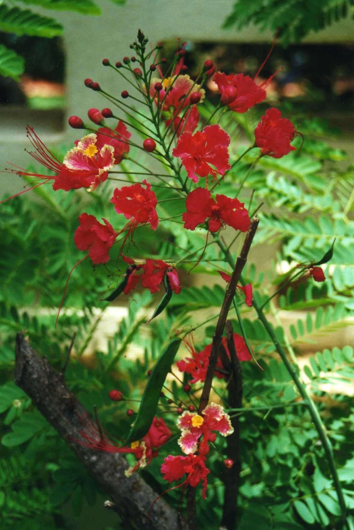 Flores rojas de tabachín asomando entre el follaje bipinnado.