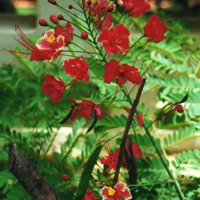 Flores rojas de tabachín asomando entre el follaje bipinnado.