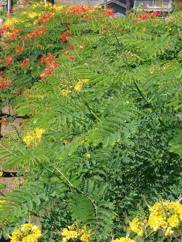 Macizo de tabachines con flores rojas y amarillas sobre el follaje plumoso.