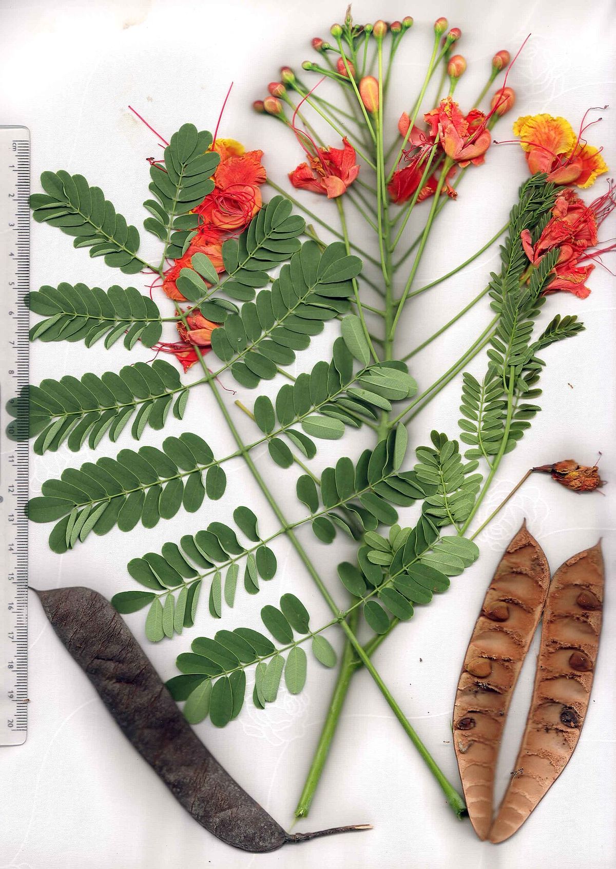 Hoja, flores y vainas de tabachín acomodadas junto a una regla graduada.
