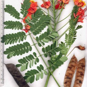 Hoja, flores y vainas de tabachín acomodadas junto a una regla graduada.