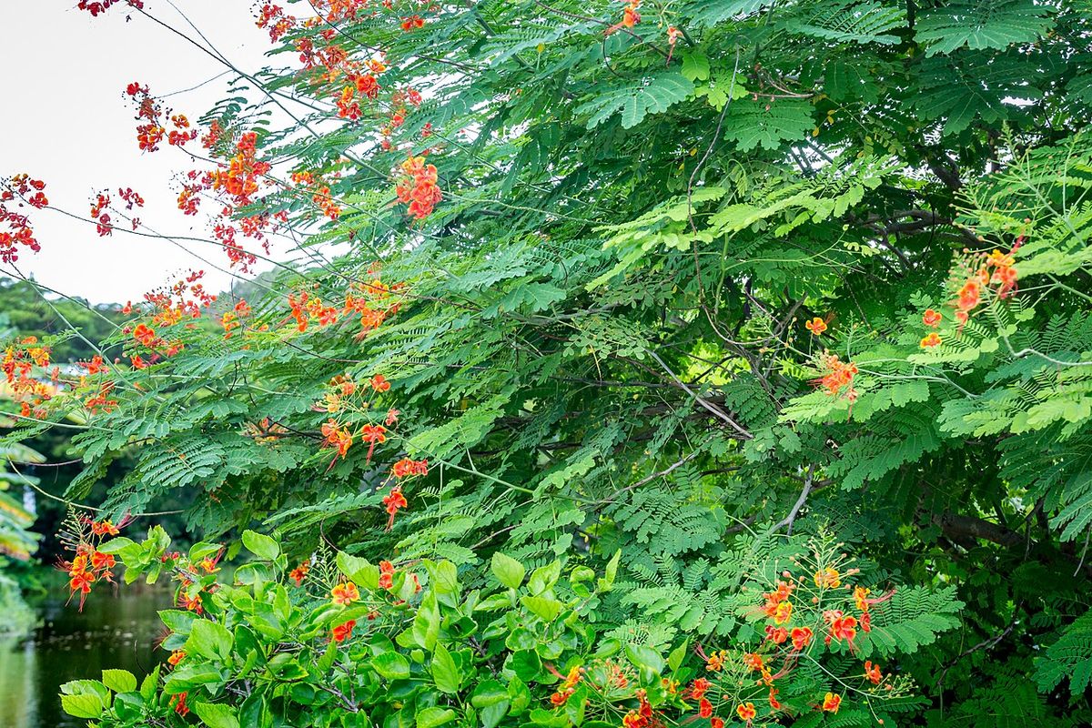 Tabachines floridos a la orilla del agua, con el follaje verde muy tupido.