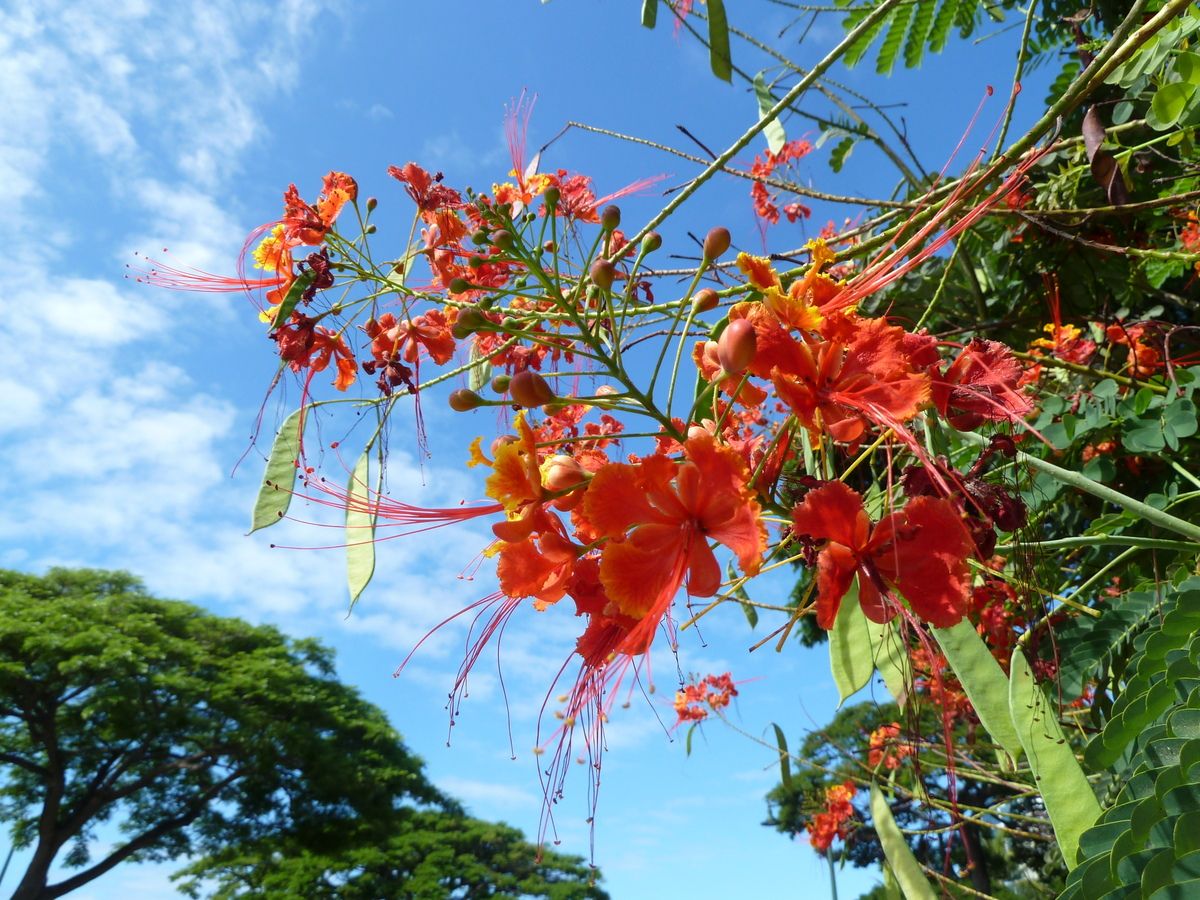 Flores de tabachín contra un cielo azul, con otros árboles al fondo.