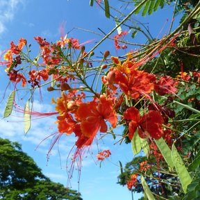 Flores de tabachín contra un cielo azul, con otros árboles al fondo.