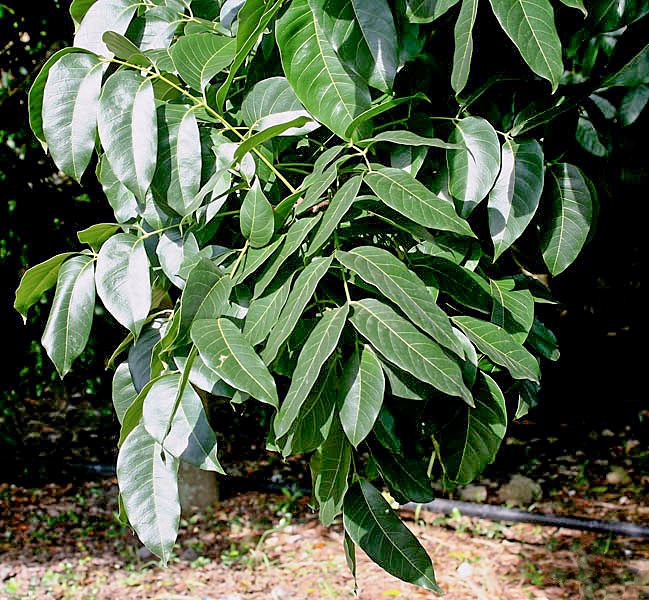 Hojas compuestas de caoba, alargadas y lustrosas, colgando de una rama.