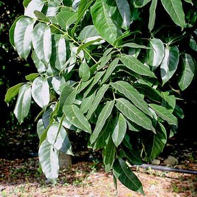 Hojas compuestas de caoba, alargadas y lustrosas, colgando de una rama.