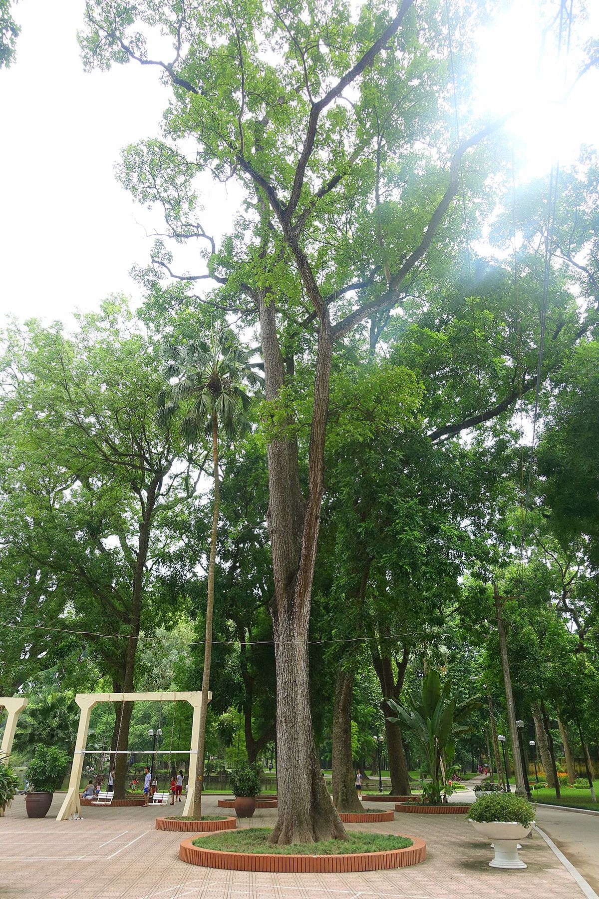 Una caoba alta y derecha en un parque, con la copa muy por encima del suelo.