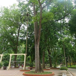 Una caoba alta y derecha en un parque, con la copa muy por encima del suelo.