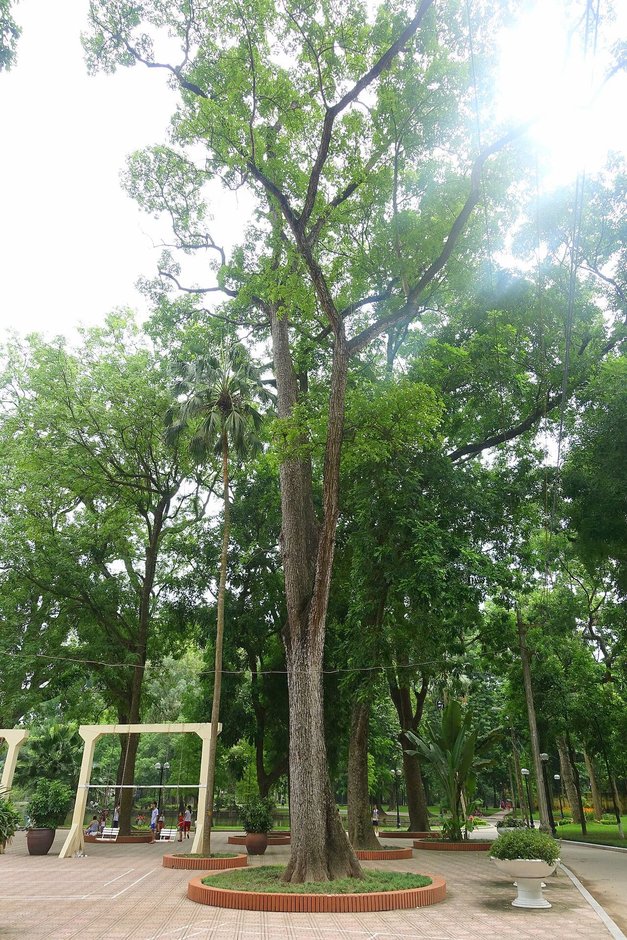 Una caoba alta y derecha en un parque, con la copa muy por encima del suelo.