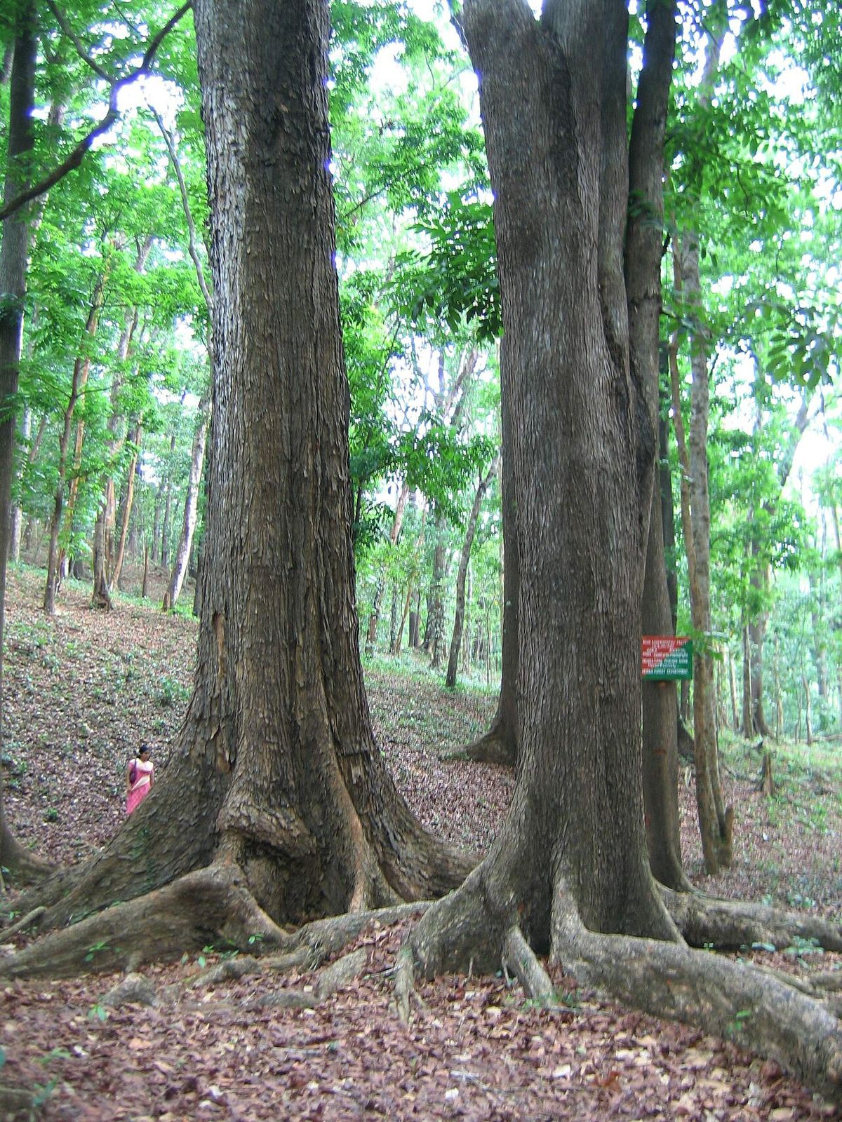 Dos caobas de tronco recto y base con contrafuertes dentro de un bosque.