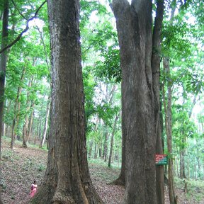 Dos caobas de tronco recto y base con contrafuertes dentro de un bosque.
