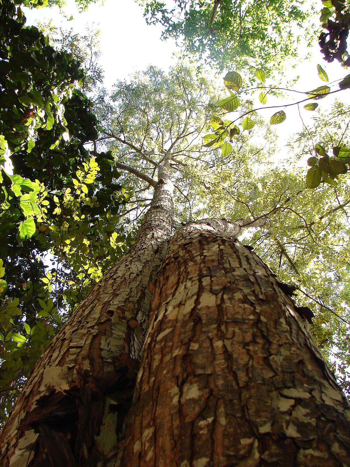 Tronco de caoba visto desde el pie hacia la copa, con la corteza agrietada.