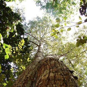 Tronco de caoba visto desde el pie hacia la copa, con la corteza agrietada.