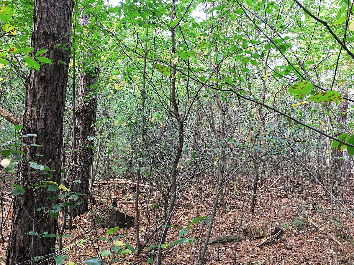 Capulines delgados creciendo en el sotobosque entre troncos más gruesos.