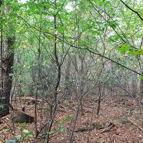 Capulines delgados creciendo en el sotobosque entre troncos más gruesos.