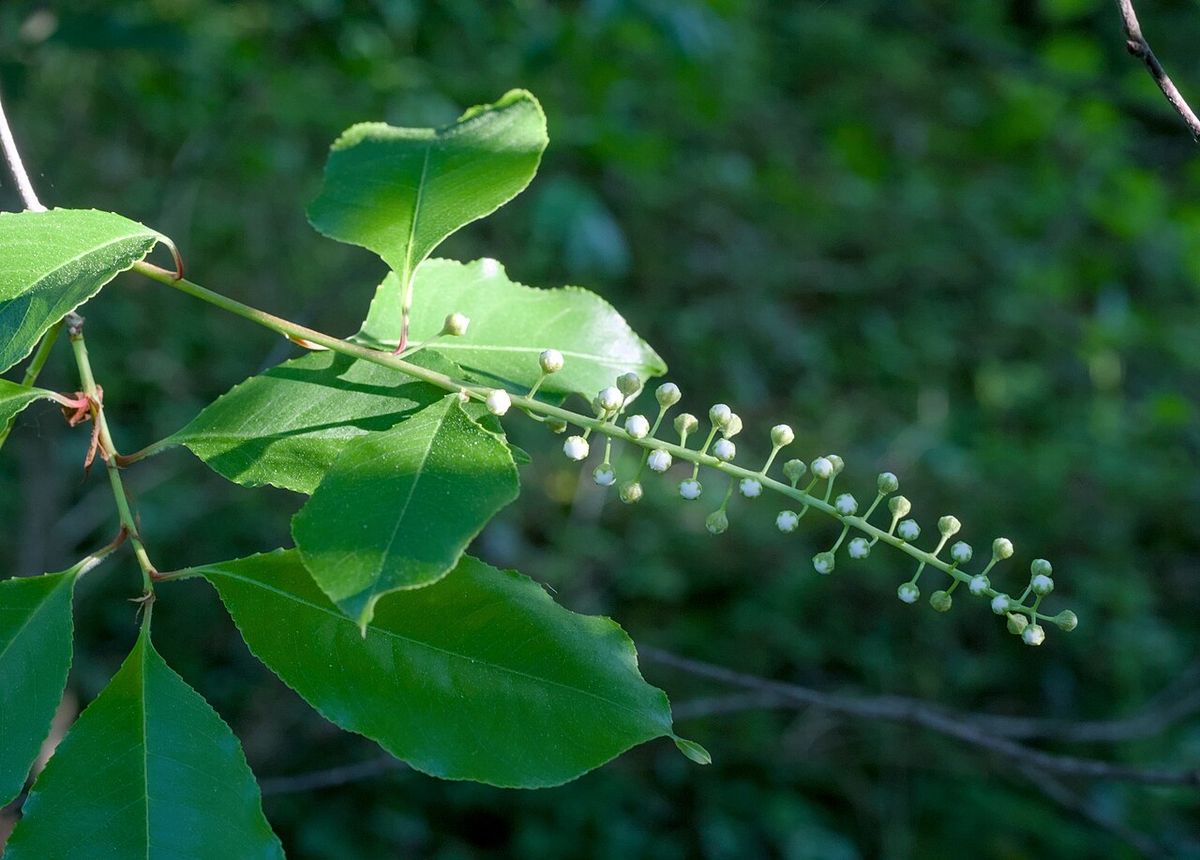 Racimo alargado de botones florales de capulín junto a las hojas nuevas.