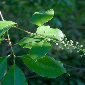 Racimo alargado de botones florales de capulín junto a las hojas nuevas.