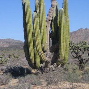 Cardón alto de varios brazos ascendentes en un llano de matorral desértico.