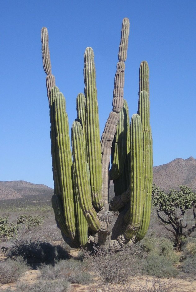 Cardón alto de varios brazos ascendentes en un llano de matorral desértico.