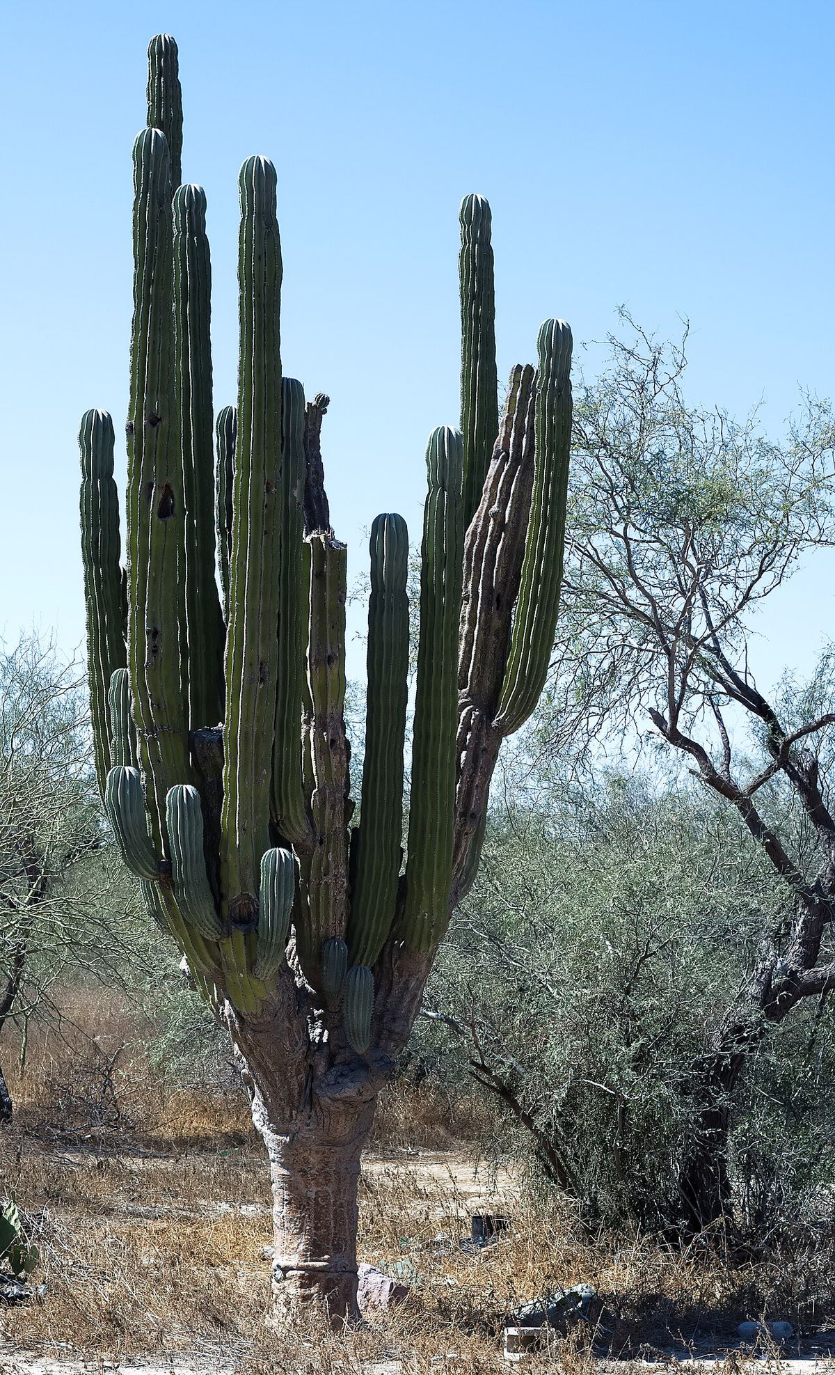 Cardón de tronco corto y muchos brazos verticales entre arbustos secos.