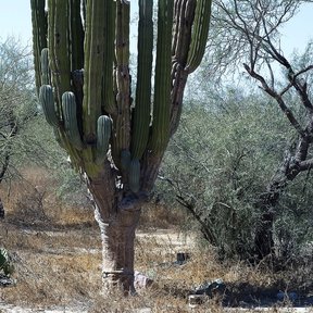 Cardón de tronco corto y muchos brazos verticales entre arbustos secos.