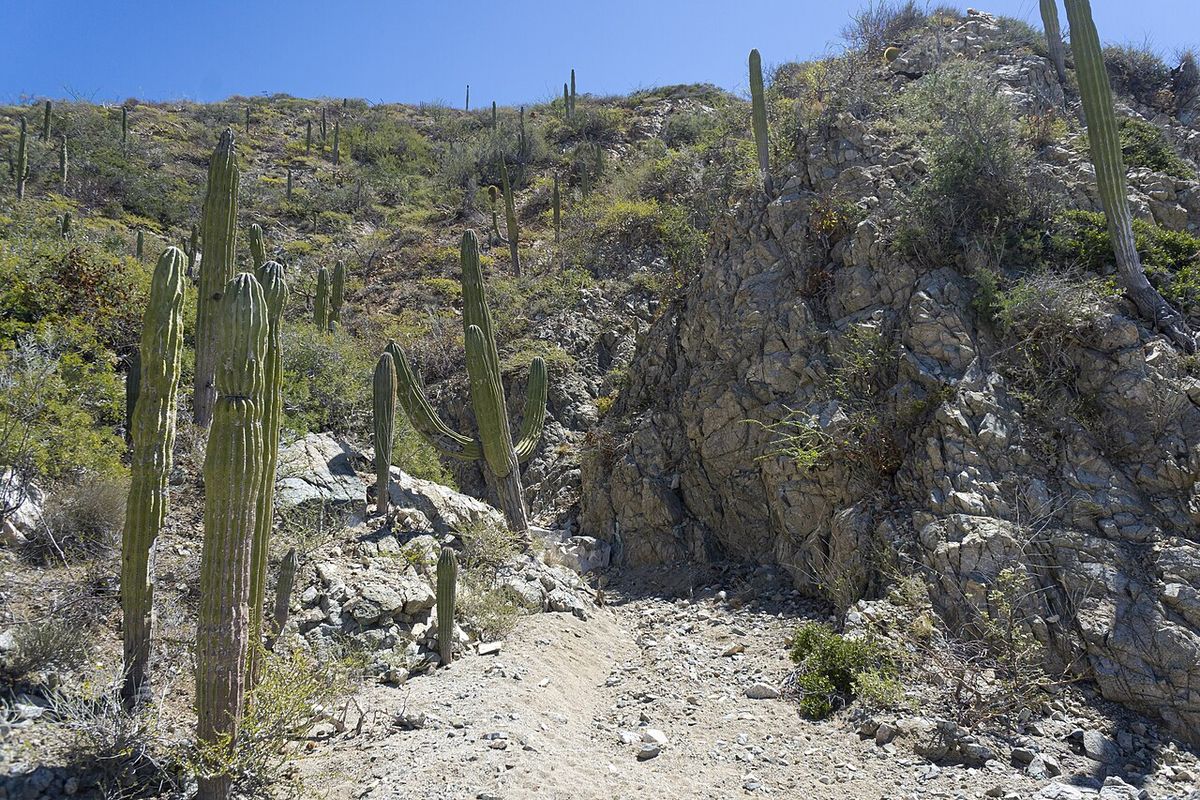 Cardonal en una ladera rocosa, con los cardones repartidos entre la piedra.