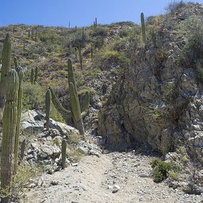Cardonal en una ladera rocosa, con los cardones repartidos entre la piedra.