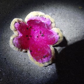 Fruto de cardón abierto, con la pulpa rosa intenso y las semillas negras.