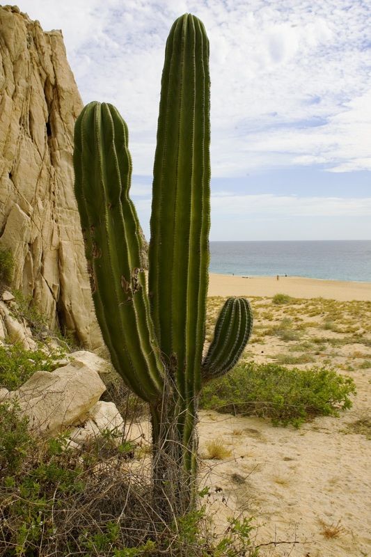Cardón joven junto a un farallón de roca, con la playa y el mar al fondo.