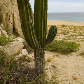 Cardón joven junto a un farallón de roca, con la playa y el mar al fondo.