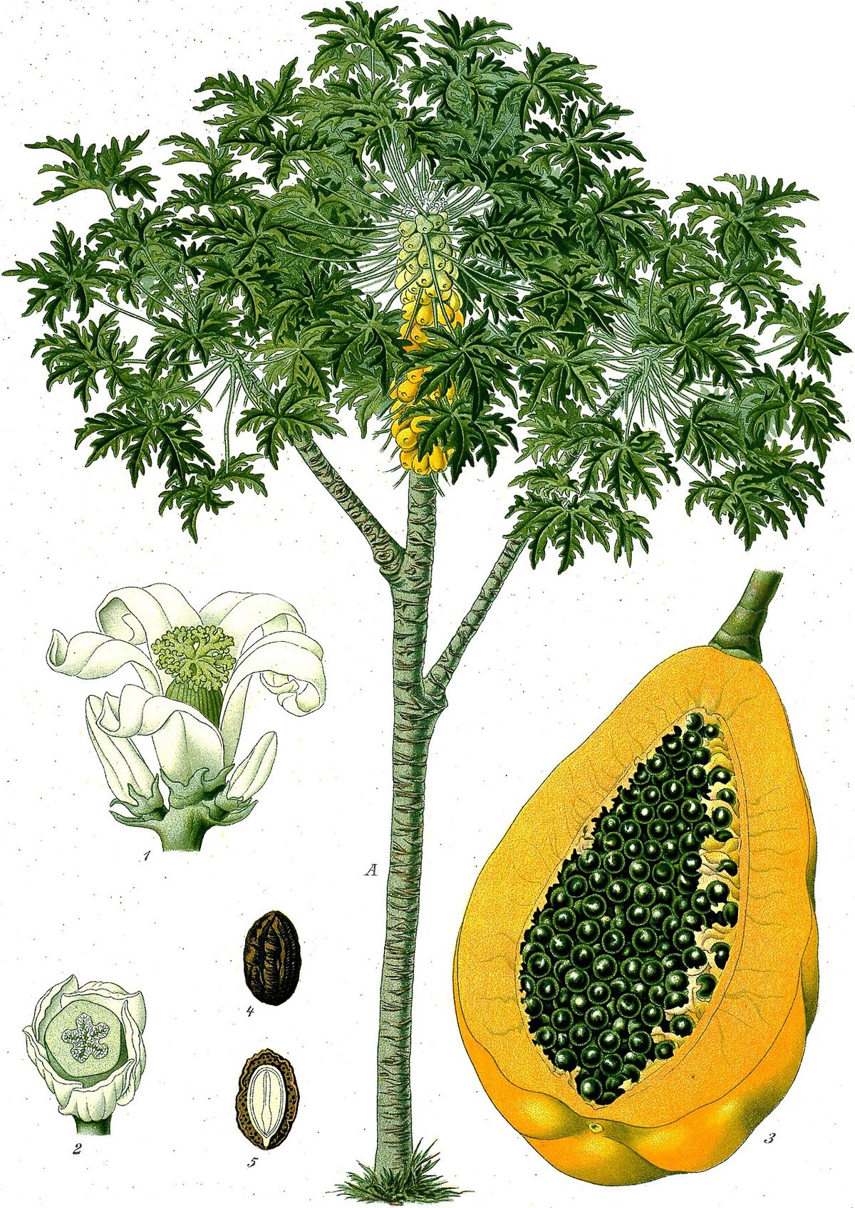 Lámina botánica de la papaya con la planta entera, la flor y el fruto partido.