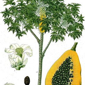 Lámina botánica de la papaya con la planta entera, la flor y el fruto partido.