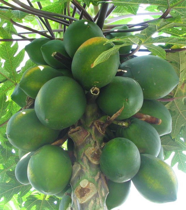 Racimo de papayas verdes pegadas al tallo, bajo las hojas de la planta.