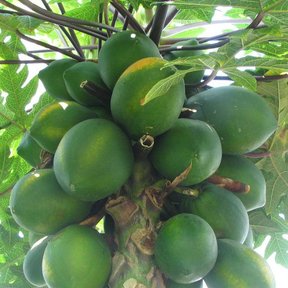 Racimo de papayas verdes pegadas al tallo, bajo las hojas de la planta.